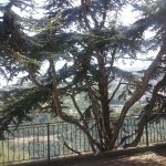 Walif Chbeir trees