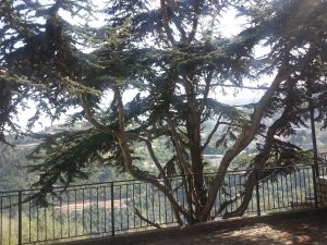 Walif Chbeir trees