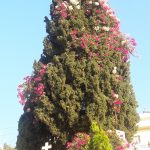 walif chbeir cyprus tree