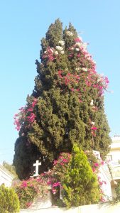 walif chbeir cyprus tree